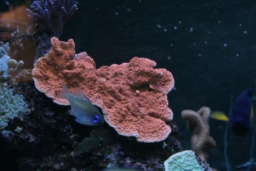 Montipora capricornis, den er kommet sig rigtig godt efter angrebet af montipora-gnaskere