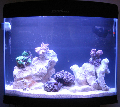 frogfish_14.10.09_1.jpg