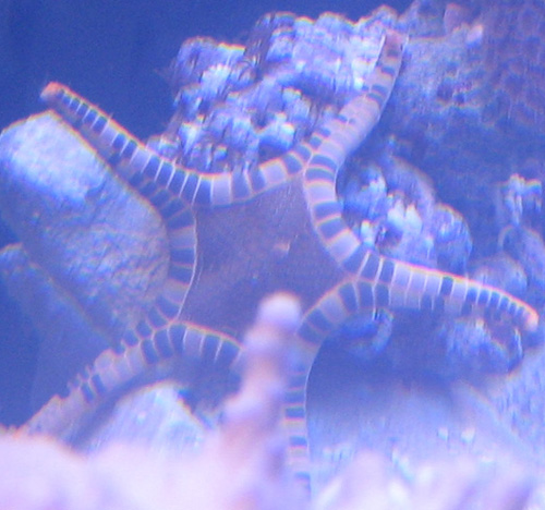 seastar1.jpg