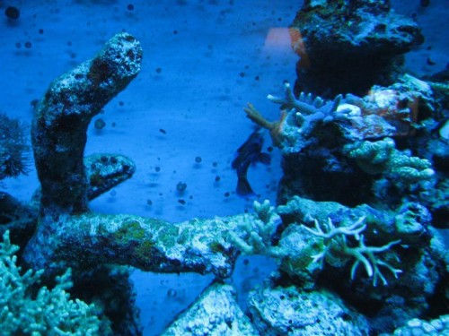 530'er 014 (Medium).jpg