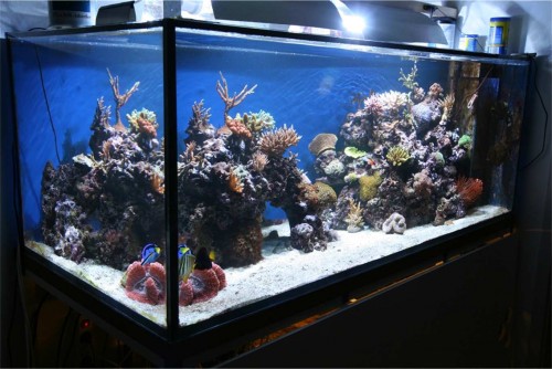 akvarium55.jpg