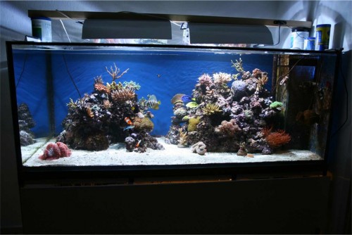 akvarium66.jpg