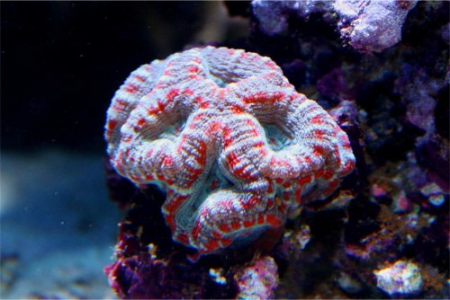 acan2.jpg
