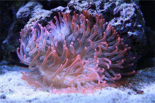 anemone1.jpg