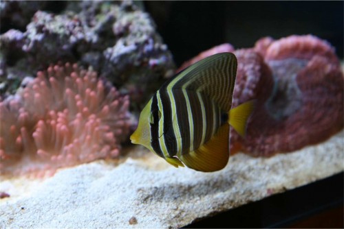 desjardinii og anemone.jpg