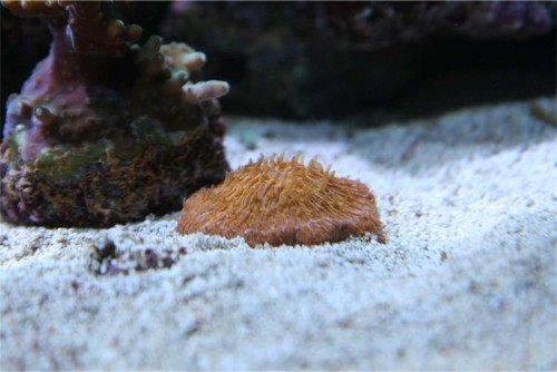 fungiaen.jpg
