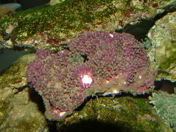 polyp1.jpg