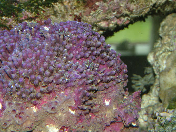 polyp2.jpg
