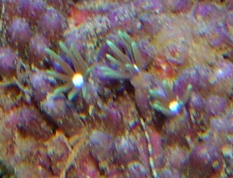 polyp3.jpg