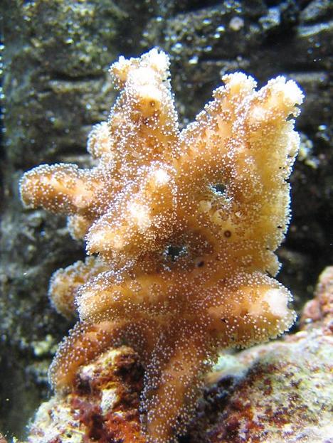 Seriatopora caliendrum
