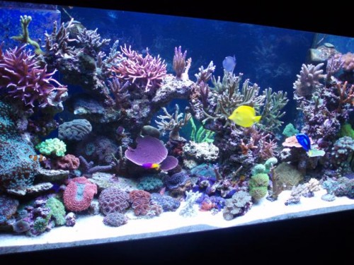 Billede 036 (Small).jpg