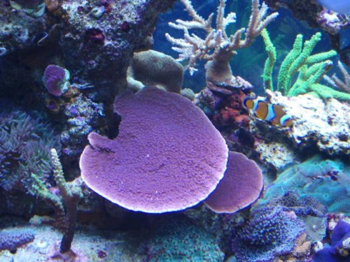 Billede 038 (Small).jpg