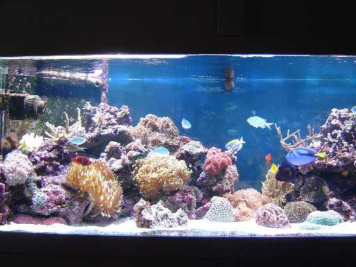 Akvariet.JPG