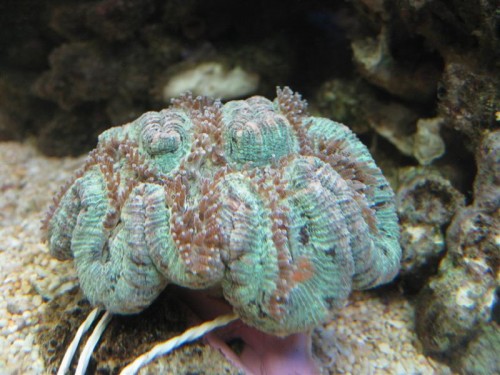 Trachyphyllia mint-grøn