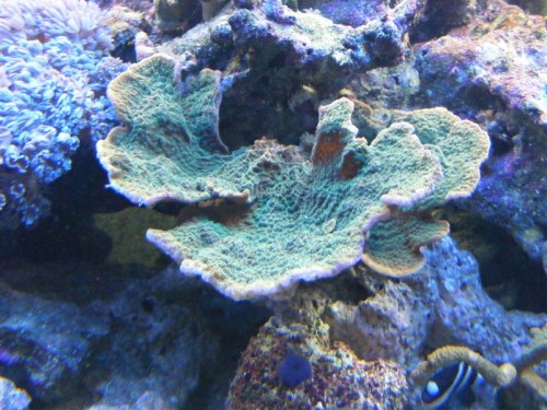 akvarie 022 (Medium).jpg