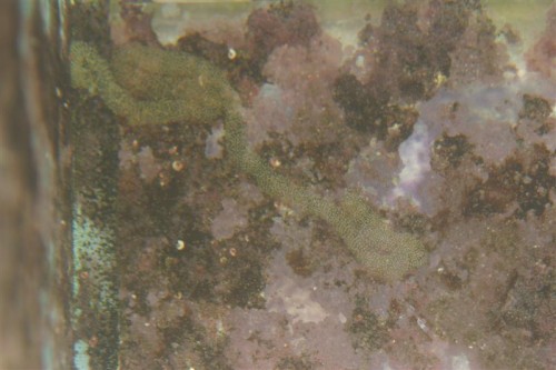 salt 08-11-09 002 (Medium).jpg