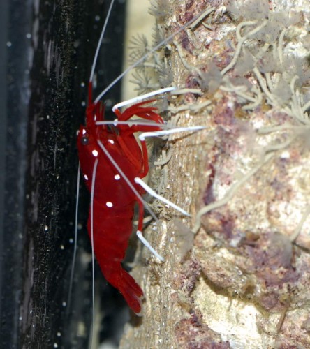Lysmata debelius