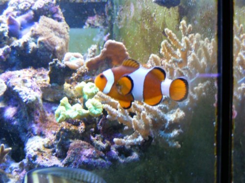 akvarie (Medium).jpg