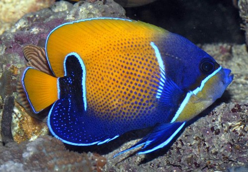 Pomacanthus navarchus - netkejser