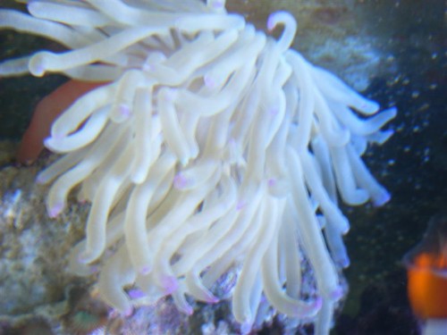 så har min anemone endelig fået det bedere og en af klovnene hænger meget over den :)