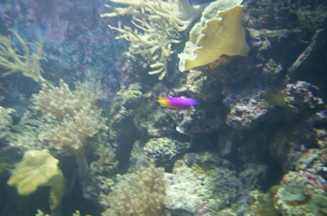 DCP_2532.JPG