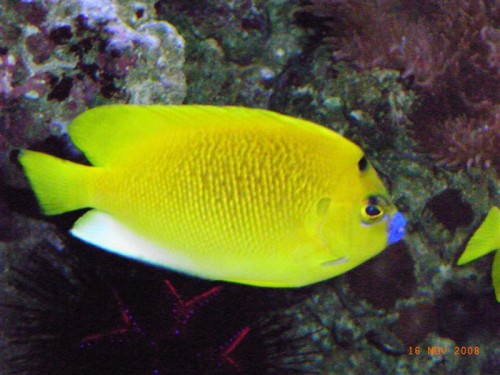 Trimaculatus.JPG
