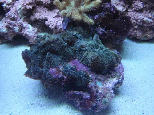 Ir-Grønne Skiveanemoner.JPG