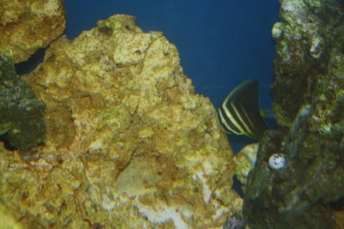 Zebrasoma Veliferum 01.jpg