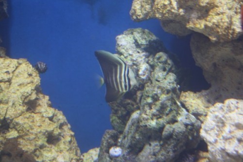 Zebrasoma Veliferum 03.jpg