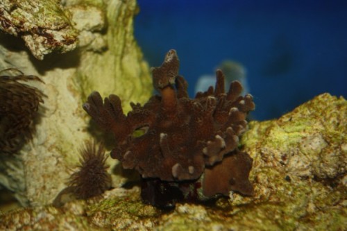 Montipora 1