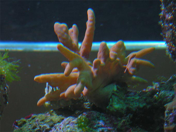 PICT0190.jpg