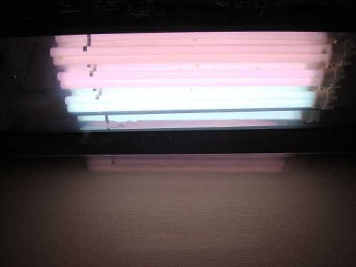 Lampe indmad