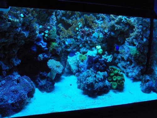 Full shot1 blue light.JPG