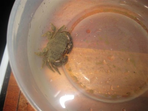 Krabbe 002 (Small).jpg