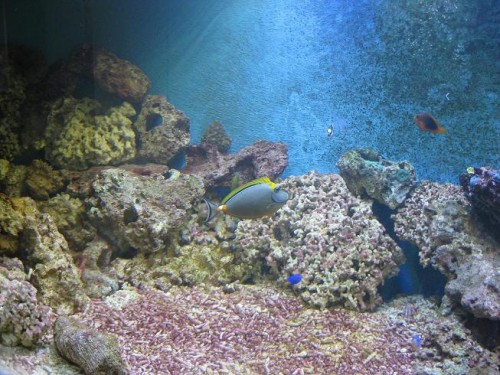 naso elegans.JPG