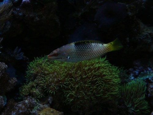 Lukka mm 539.jpg