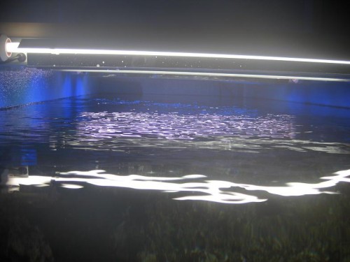 akvarie.JPG