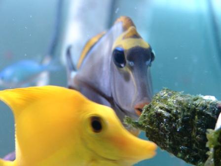 akvarie 071209 (17).JPG