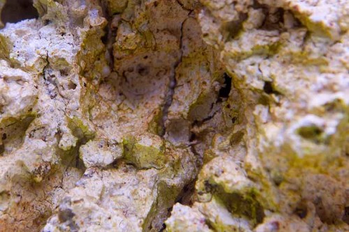 091208Giesemann (2 of 10).jpg