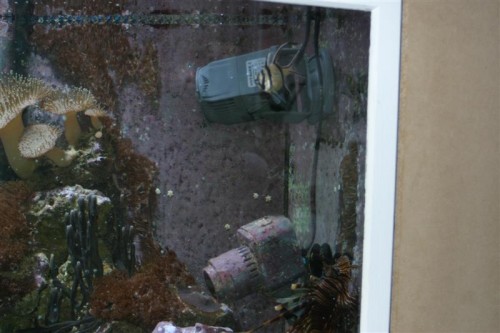 SICCE Voyager stream pump 001 (Medium).jpg