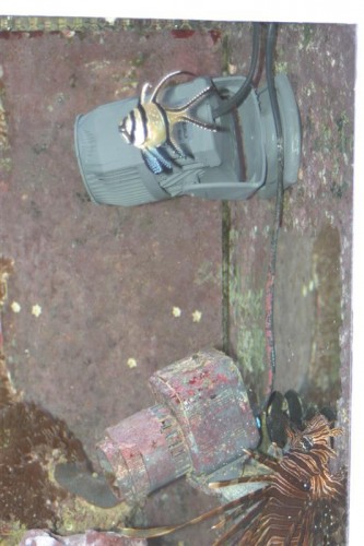 SICCE Voyager stream pump 002 (Medium).jpg