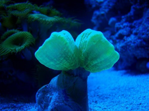 Caulastrea.JPG