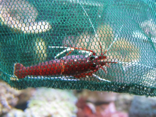 Her er der lige et billede af staklen, så i kan se at den er stort set ubeskadet...dog alligevel død...