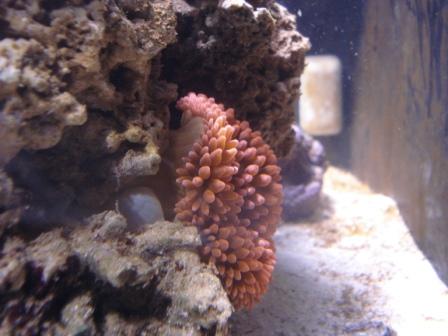 Anemone.JPG