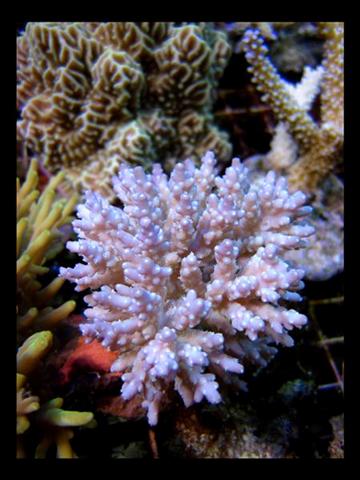 DecOcean (19).jpg