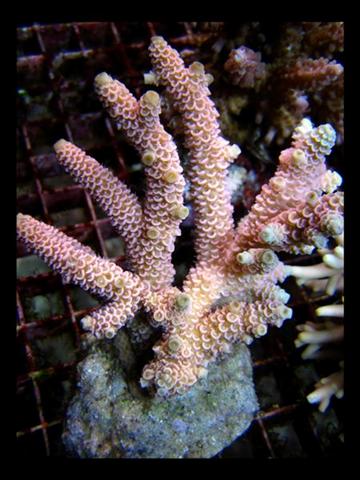 DecOcean (20).jpg