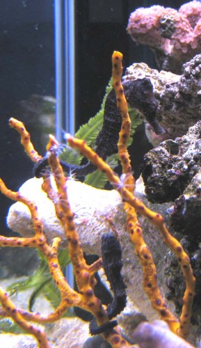 seahorses_reidi_12.12.09a.jpg
