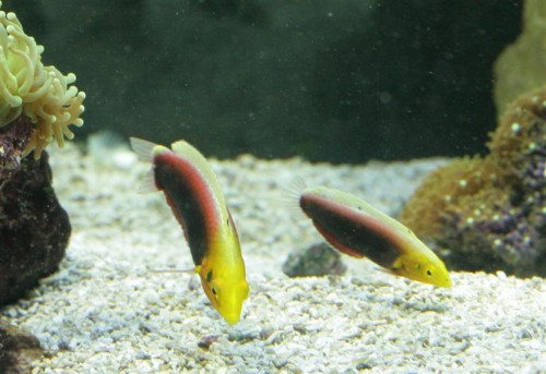 Lemon & Lime (Medium).jpg