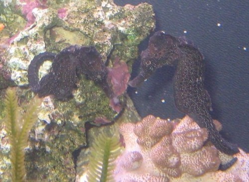 Hippocampus Reidi