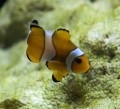 Amphiprion Ocellaris